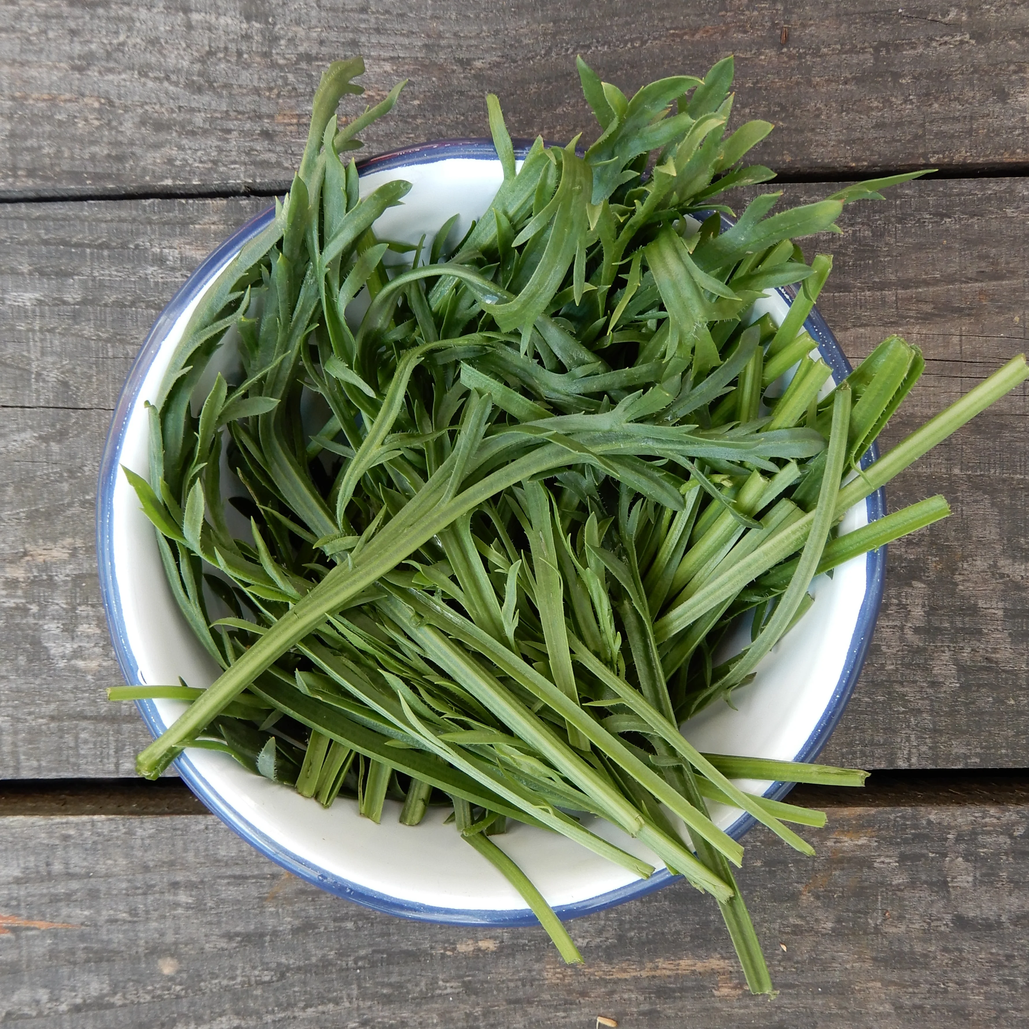 NEW Varieties for 2025!